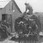 Hay Barn