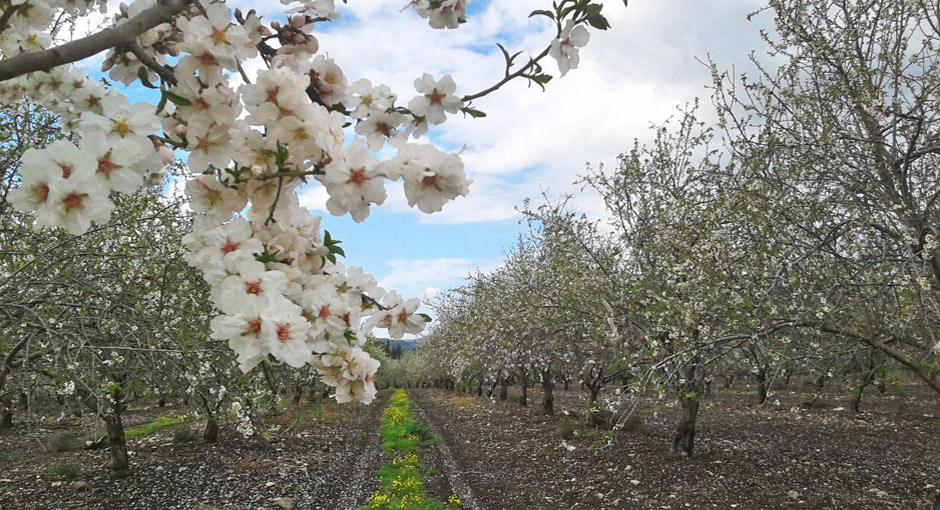 Almond orchards