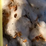 'Addressing the tradeoff between high yields and fiber quality' Top Banner