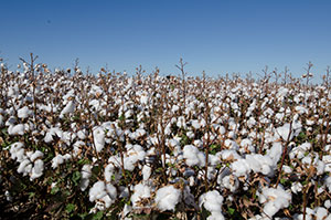 Cotton Field